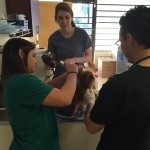 April, Crystal, and Joe prepping a little furry friend for surgery