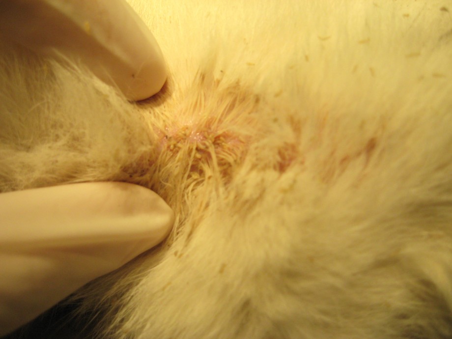 Lice covering the wounds of a feral cat - HAHF